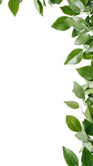 fresh leaves forming a corner frame with a large whit as a frame border, isolated with copyspace