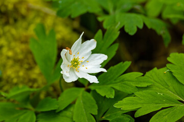 wood anemone in a forest in thuringia in spring