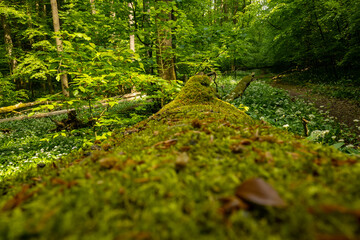 landscape with flowering ramson plants in the hainich national park in springtime