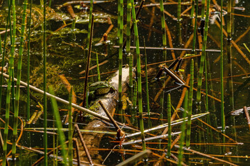 frogs in the Hainich national park