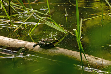 frogs in the Hainich national park