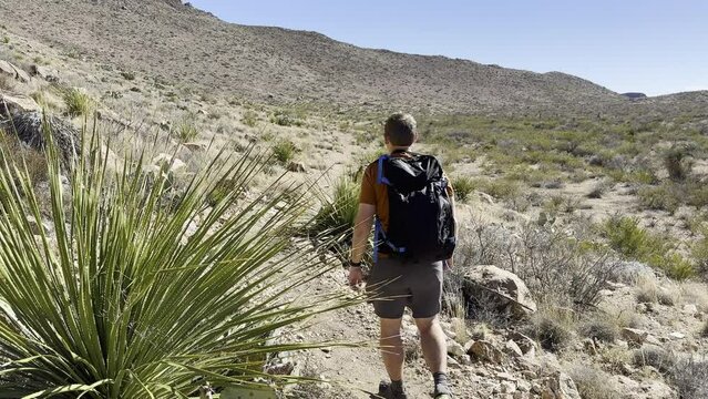 Hiker Passes Camera and Sotol Bush on Desert Trail in Big Bend