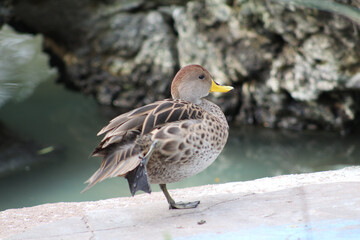Fototapeta premium the little duck is preening