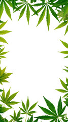 marijuana leaves as a frame border, isolated with copyspace