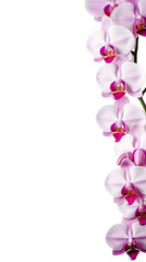 Fototapeta na wymiar orchid blooms as a frame border, isolated with copyspace