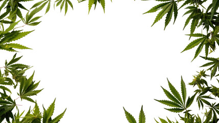 Obraz premium marijuana leaves as a frame border, isolated with copyspace
