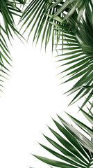 Fototapeta na wymiar tropical palm fronds as a frame border, isolated with copyspace