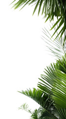 Fototapeta na wymiar tropical palm fronds as a frame border, isolated with copyspace