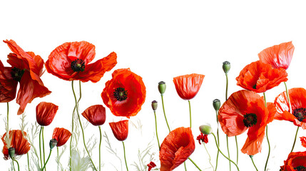 vibrant poppies as a frame border, isolated with copyspace
