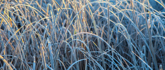 Frost leaves of  bulrush