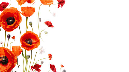 vibrant poppy flowers as a frame border, isolated with copyspace