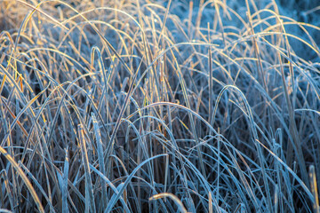 Frost leaves of  bulrush
