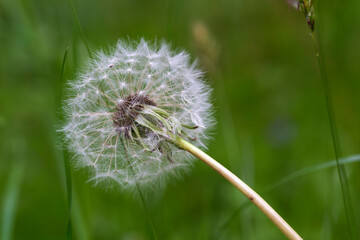 Detail of the Dandelion in the Nature