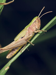 grasshopper on the grass