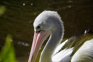 An Australian Pelican water bird with a pink beak