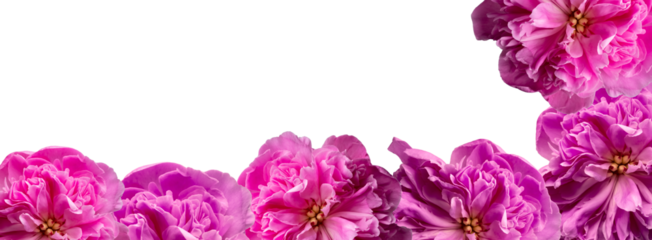 Bright pink peony blossoms forming decorative corner border on transparent background. Floral banner layout with flowers clustered along lower and right side, leaving clean white copy space for text