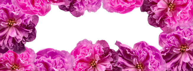 Floral frame of lush peonies on a transparent background. copy space. Festive floral background
