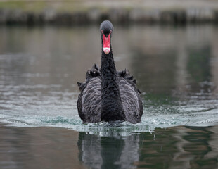 A mourning swan closeup in Bad Koesen thuringia