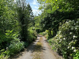 Fototapeta na wymiar Country lane, leading past trees, wild plants, and flowering bushes, on a spring day near, Halifax Road, Bradford, UK