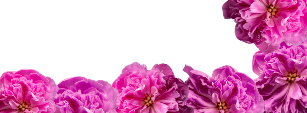 Bright pink peony blossoms forming decorative corner border on transparent background. Floral banner layout with flowers clustered along lower and right side, leaving clean white copy space for text