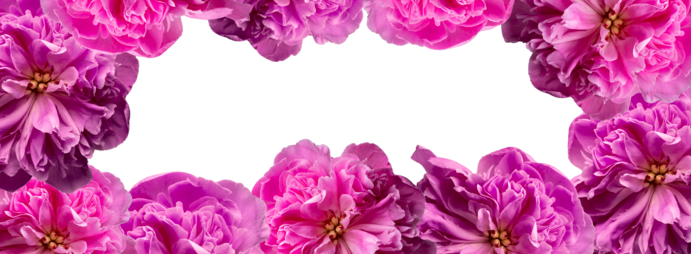 Floral frame of lush peonies on a transparent background. copy space. Festive floral background
