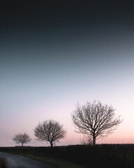Three Trees