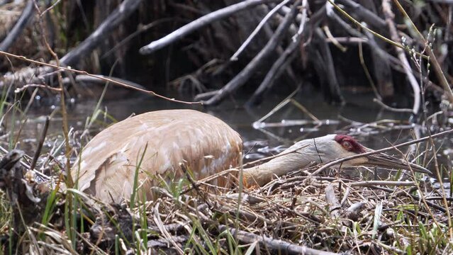 Sandhill Crane sitting on a nest watching its surroundings next to a river.