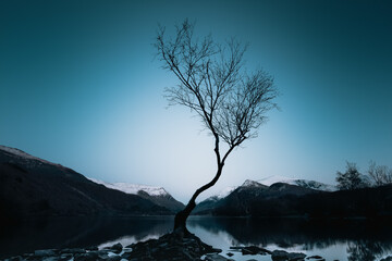 Lone Tree