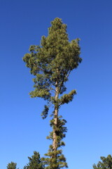 pine tree against sky