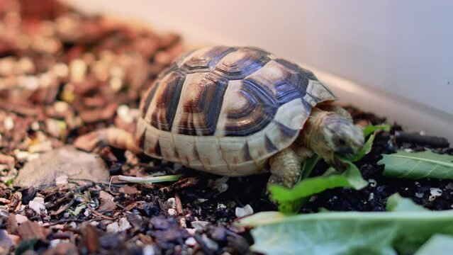 Marginated tortoise eats a leaf home pet - Testudo marginata