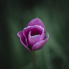Purple Tulip