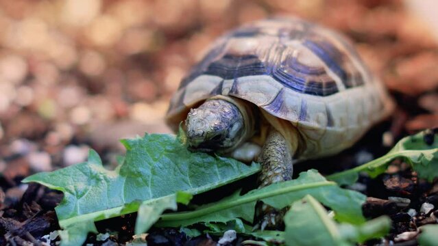 Marginated tortoise eats a leaf home pet - Testudo marginata