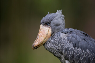 The shoebill, Balaeniceps rex, whalebill, whale-headed stork, shoe-billed stork.