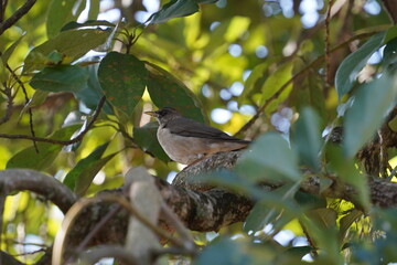 bird on a tree branch