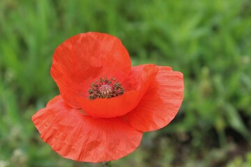Red poppy in the field