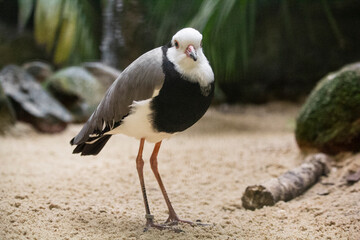 Long-toed Lapwing, Vanellus crassirostris. High quality photo
