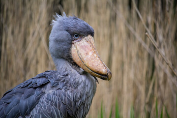 The shoebill, Balaeniceps rex, whalebill, whale-headed stork, shoe-billed stork.