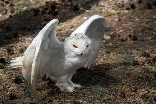 Snowy Owl standing on the Forest Floor. High quality photo