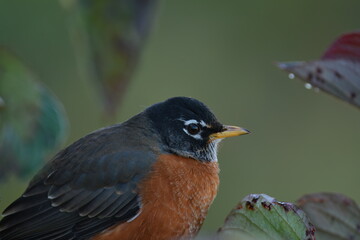 American Robin closeup portrait