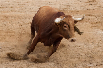 Toro de Lidia