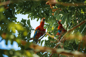 Red parrot Scarlet Macaw, Ara macao, bird sitting on the pal tree trunk, Panama. Wildlife scene from tropical forest. Beautiful parrot on green tree in nature habitat. © Aerial Film Studio