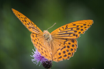 A imperial coat closeup on a thistle at summer in saarland