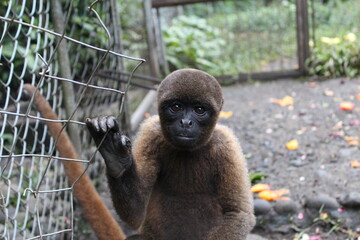 Monkey in the rescue center