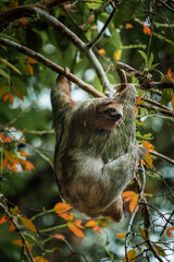 Cute sloth hanging on tree branch. Perfect portrait of wild animal in the Rainforest of Costa Rica scratching the belly, Bradypus variegatus, brown-throated three-toed sloth. © Aerial Film Studio