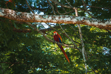 Red parrot Scarlet Macaw, Ara macao, bird sitting on the pal tree trunk, Panama. Wildlife scene from tropical forest. Beautiful parrot on green tree in nature habitat.