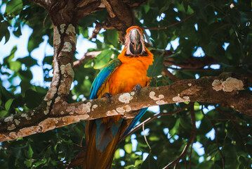 Red parrot Scarlet Macaw, Ara macao, bird sitting on the pal tree trunk, Panama. Wildlife scene from tropical forest. Beautiful parrot on green tree in nature habitat.