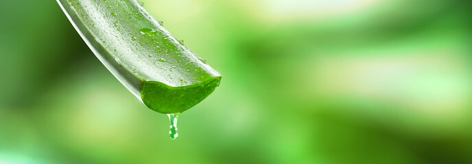 aloe vera liquid dripping from your fresh plant