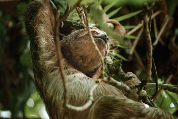 Fototapeta premium Cute sloth hanging on tree branch. Perfect portrait of wild animal in the Rainforest of Costa Rica scratching the belly, Bradypus variegatus, brown-throated three-toed sloth.
