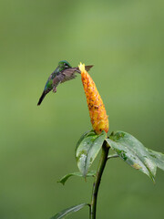 Green-crowned brilliant  Hummingbird in flight collecting nectar from yellow flower on green background