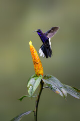 Violet sabrewing Hummingbird in flight collecting nectar from yellow flower on green background